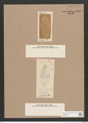 Navicula sp. (de-Toni-Nr.: Genus 1) Zeichnungen Sammlung Grunow Nr. 1580 (NHMW-BOT-W0368115)